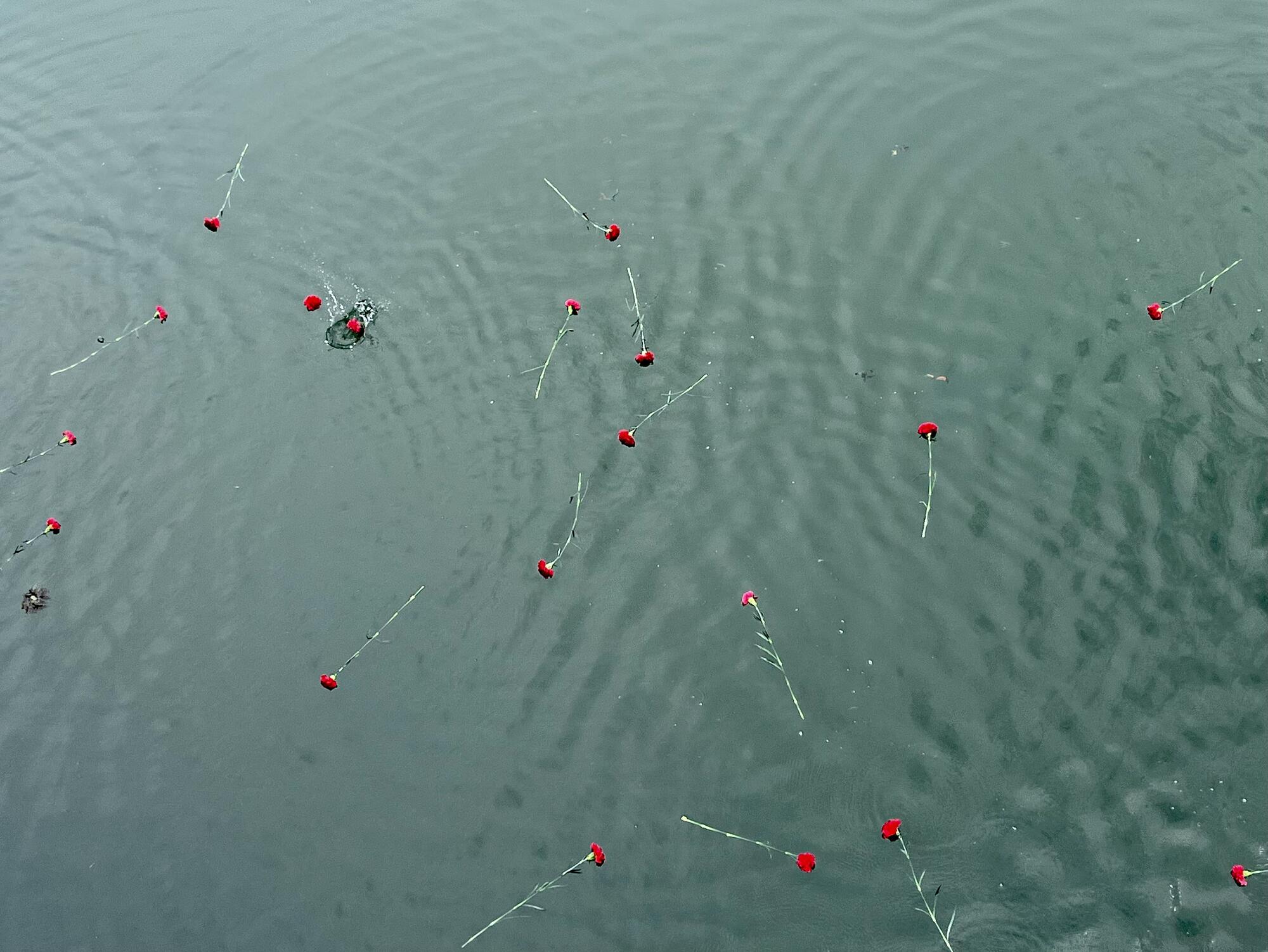 Rosas en el Bidasoa paso de migrantes